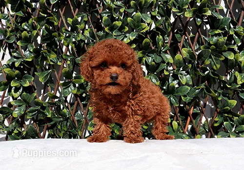AKC Red Toy Poodle Puppy Girl (Ocean) – Poodle - Toy  puppy for sale in Los Angeles, CA