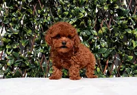 AKC Red Toy Poodle Puppy Girl (Ocean), a female Poodle - Toy  for sale in Los Angeles, CA – 1 of 5