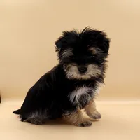 Toy Yorkie Puppy Boy (Nitro), a male Yorkshire Terrier for sale in Los Angeles, CA – 6 of 10