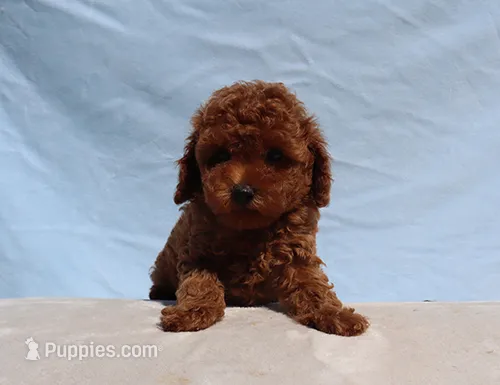 AKC Red Toy poodle Puppy Girl (Olive) – Poodle - Toy  puppy for sale in Los Angeles, CA