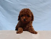 AKC Red Toy poodle Puppy Girl (Olive), a female Poodle - Toy  for sale in Los Angeles, CA – 1 of 5