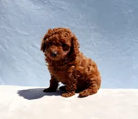 AKC Red Toy Poodle Puppy Boy (Aloha), a male Poodle - Toy  for sale in Los Angeles, CA – 10 of 10
