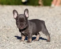 AKC Blue Tri French Bulldog Puppy Boy, a male French Bulldog for sale in Los Angeles, CA – 6 of 10