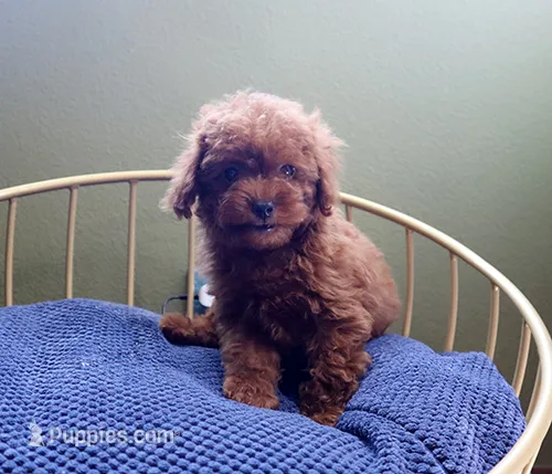 AKC Red Toy poodle Puppy Girl (Yuki) – Poodle - Toy  puppy for sale in Los Angeles, CA