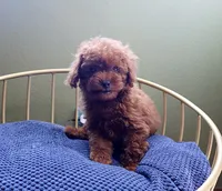 AKC Red Toy poodle Puppy Girl (Yuki), a female Poodle - Toy  for sale in Los Angeles, CA – 1 of 5