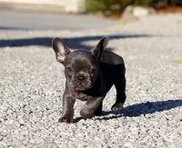 AKC Blue French Bulldog Puppy Girl, a female French Bulldog for sale in Los Angeles, CA – 3 of 6