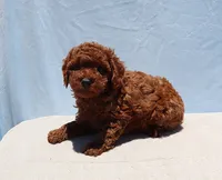 AKC Red Toy Poodle Puppy Boy (Yoshi), a male Poodle - Toy  for sale in Los Angeles, CA – 6 of 8