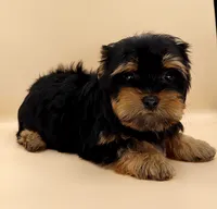 Toy Yorkie Puppy Girl (Tilly), a female Yorkshire Terrier for sale in Los Angeles, CA – 2 of 10