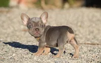 AKC Lilac Tri French Bulldog Puppy Boy, a male French Bulldog for sale in Los Angeles, CA – 2 of 10
