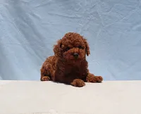 AKC Red Toy Poodle Puppy Girl (Tina), a female Poodle - Toy  for sale in Los Angeles, CA – 10 of 10
