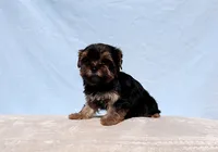 Toy Yorkie Puppy Boy (Pisco), a male Yorkshire Terrier for sale in Los Angeles, CA – 6 of 9