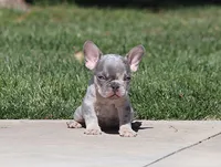 AKC Lilac Merle Tri French Bulldog Puppy Boy, a male French Bulldog for sale in Los Angeles, CA – 2 of 9