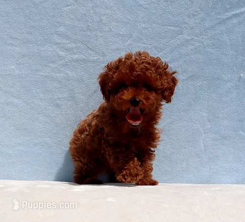 AKC Red Toy Poodle Puppy Girl (Peach) – Poodle - Toy  puppy for sale in Los Angeles, CA