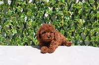 AKC Red Toy Poodle Boy (Keith), a male Poodle - Toy  for sale in Los Angeles, CA – Photo 3 of 5