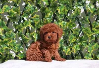 AKC Red Toy Poodle Boy (Keith), a male Poodle - Toy  for sale in Los Angeles, CA – Photo 5 of 5