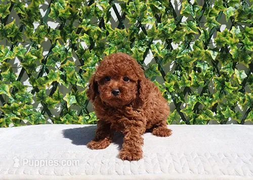 AKC Red Toy Poodle Boy (Keith)