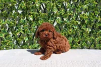 AKC Red Toy Poodle Boy (Keith), a male Poodle - Toy  for sale in Los Angeles, CA – Photo 2 of 5