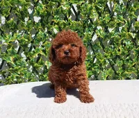 AKC Red Toy Poodle Boy (Keith), a male Poodle - Toy  for sale in Los Angeles, CA – Photo 4 of 5