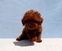 AKC Red Toy Poodle Puppy Girl (Peach), a female Poodle - Toy  for sale in Los Angeles, CA – 4 of 5