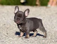 AKC Blue Tri French Bulldog Puppy Boy, a male French Bulldog for sale in Los Angeles, CA – 1 of 10