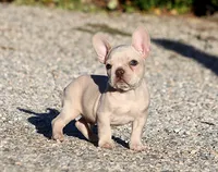 AKC Cream French Bulldog Puppy Boy, a male French Bulldog for sale in Los Angeles, CA – 5 of 10