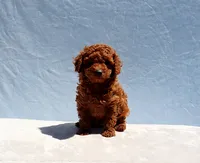 AKC Red Toy Poodle Puppy Boy (Aloha), a male Poodle - Toy  for sale in Los Angeles, CA – 3 of 10
