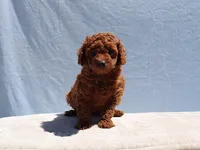 AKC Red Toy Poodle Puppy Boy (Aloha), a male Poodle - Toy  for sale in Los Angeles, CA – 4 of 10