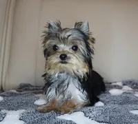 AKC Teacup Yorkie Puppy Girl (Noemi), a female Yorkshire Terrier for sale in Los Angeles, CA – Photo 3 of 5