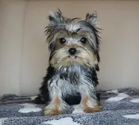 AKC Teacup Yorkie Puppy Girl (Noemi), a female Yorkshire Terrier for sale in Los Angeles, CA – Photo 4 of 5