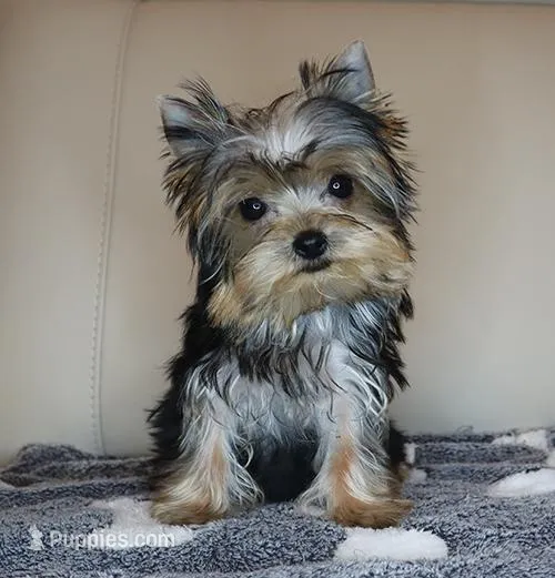 AKC Teacup Yorkie Puppy Girl (Noemi) – Yorkshire Terrier puppy for sale in Los Angeles, CA