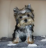 AKC Teacup Yorkie Puppy Girl (Noemi), a female Yorkshire Terrier for sale in Los Angeles, CA – Photo 1 of 5