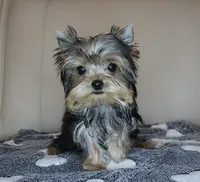 AKC Teacup Yorkie Puppy Girl (Noemi), a female Yorkshire Terrier for sale in Los Angeles, CA – Photo 2 of 5