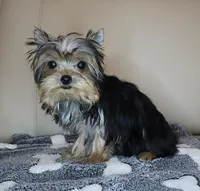 AKC Teacup Yorkie Puppy Girl (Noemi), a female Yorkshire Terrier for sale in Los Angeles, CA – Photo 5 of 5