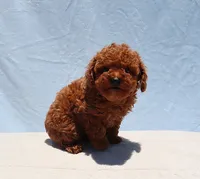 AKC Red Toy Poodle Puppy Girl (Uris), a female Poodle - Toy  for sale in Los Angeles, CA – 5 of 7