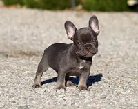 AKC Blue Tri French Bulldog Puppy Boy, a male French Bulldog for sale in Los Angeles, CA – 8 of 10