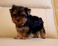 Toy Yorkie Puppy Boy (Fido), a male Yorkshire Terrier for sale in Los Angeles, CA – 3 of 5