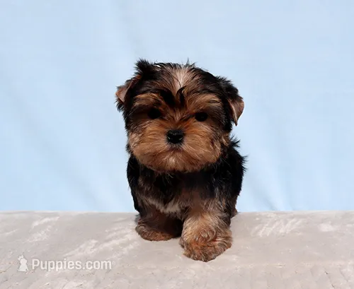 AKC Toy Yorkie Puppy Boy