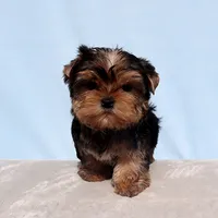 AKC Toy Yorkie Puppy Boy, a male Yorkshire Terrier for sale in Los Angeles, CA – Photo 1 of 5