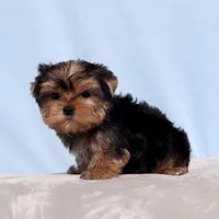 AKC Toy Yorkie Puppy Boy, a male Yorkshire Terrier for sale in Los Angeles, CA – Photo 3 of 5