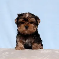 AKC Toy Yorkie Puppy Boy, a male Yorkshire Terrier for sale in Los Angeles, CA – Photo 4 of 5