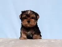 processed/621c8190-0d6e-442b-9833-536ca4f16d54/listing/543c2fb4-06ec-499c-832b-a2941ea248a1/883b850b-e6a1-4ef5-b4e7-7881ff21511e