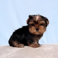 AKC Toy Yorkie Puppy Boy, a male Yorkshire Terrier for sale in Los Angeles, CA – Photo 5 of 5