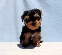 Toy Yorkie Puppy Boy (Prince), a male Yorkshire Terrier for sale in Los Angeles, CA – 2 of 5