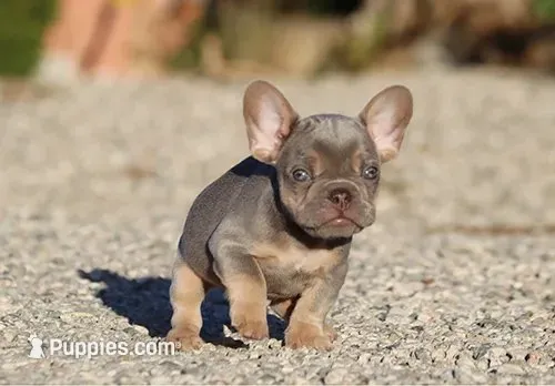AKC Lilac Tri French Bulldog Puppy Boy – French Bulldog puppy for sale in Los Angeles, CA