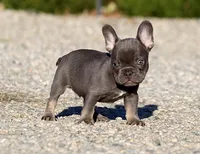 AKC Blue Tri French Bulldog Puppy Boy, a male French Bulldog for sale in Los Angeles, CA – 5 of 10