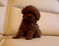 AKC Red Toy Poodle Puppy Boy (Ivan), a male Poodle - Toy  for sale in Los Angeles, CA – 2 of 5