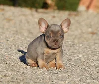 AKC Lilac Tri French Bulldog Puppy Boy, a male French Bulldog for sale in Los Angeles, CA – 3 of 10