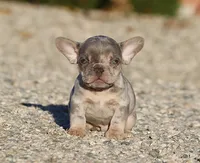 AKC Lilac Merle Tri French Bulldog Puppy Boy, a male French Bulldog for sale in Los Angeles, CA – 5 of 9