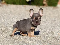 AKC Lilac Tri French Bulldog Puppy Boy, a male French Bulldog for sale in Los Angeles, CA – 7 of 9