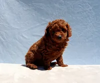 AKC Red Toy Poodle Puppy Boy (Aloha), a male Poodle - Toy  for sale in Los Angeles, CA – 8 of 10